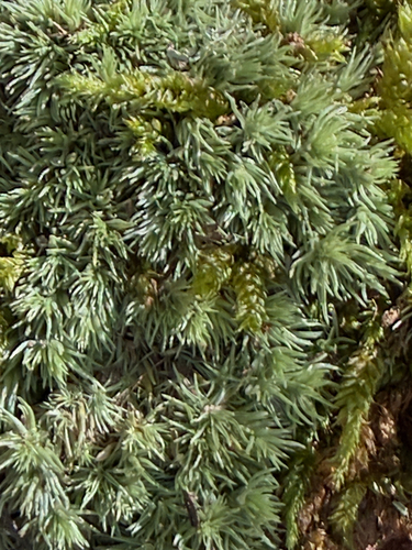 Leucobryum albidum observed 2026-10-17