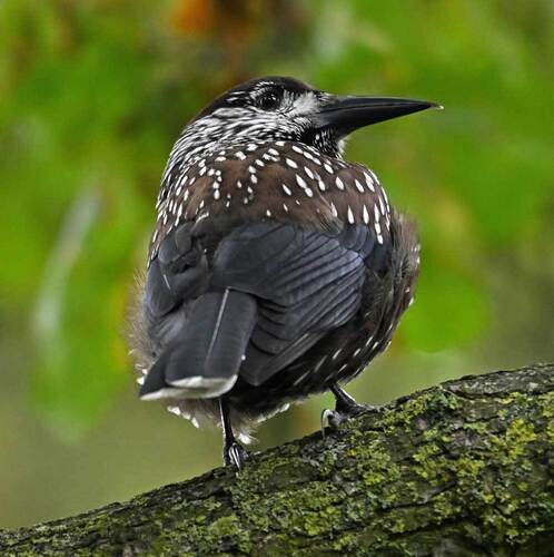 Northern Nutcracker