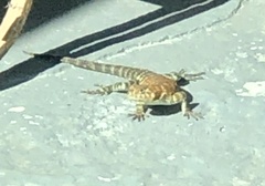 Sceloporus orcutti