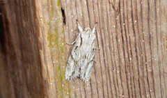 Egira crucialis