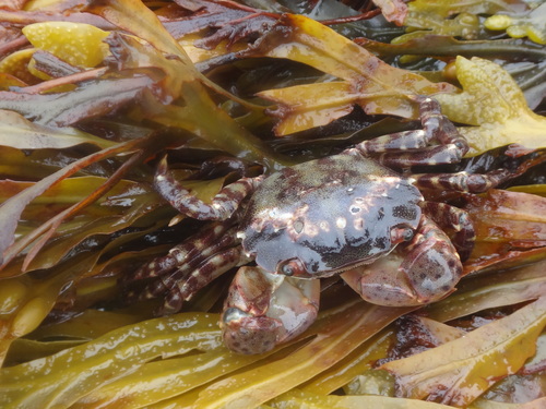 Asian Shore Crab, photo 6 of 10