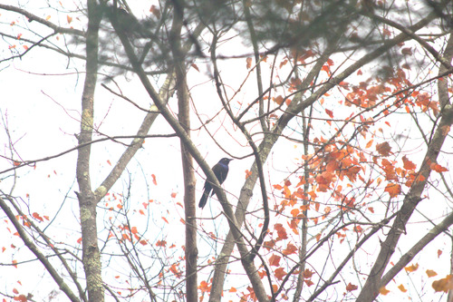 Common Grackle observed by sergiotroiani