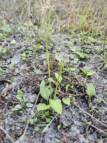 Ophioglossum petiolatum observed 2026-10-17