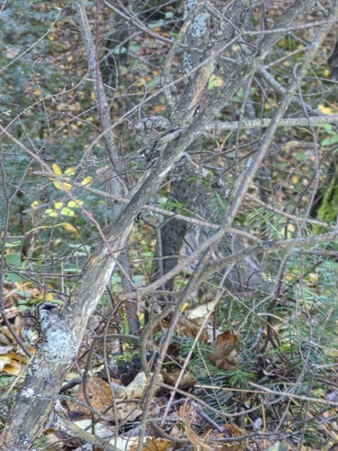 Ruffed Grouse observed by cowboys787