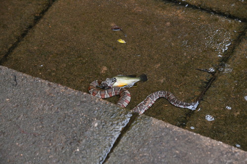 Common Watersnake observed by nickimullins