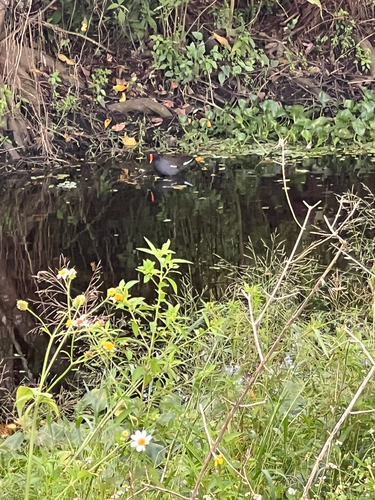 Common Gallinule observed by elago2024