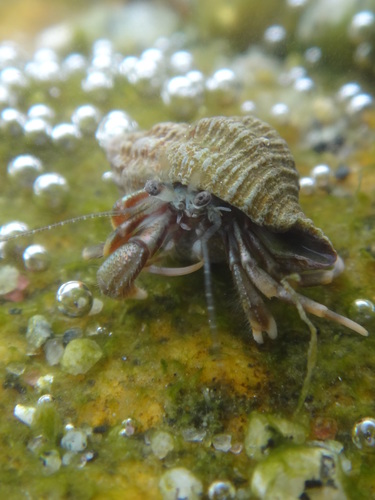 longwrist hermit