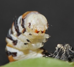 Eupseudomorpha brillians