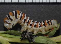 Eupseudomorpha brillians