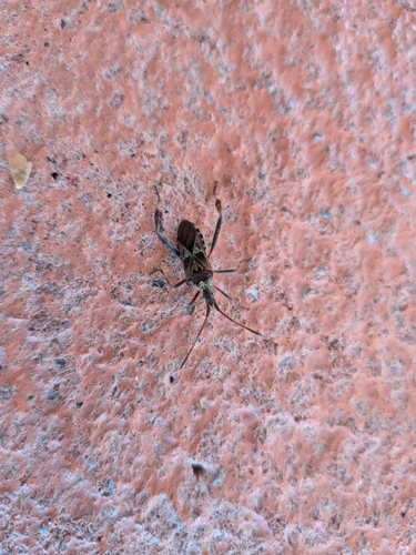 Western Conifer Seed Bug