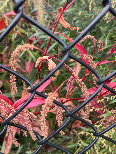 Persicaria pubescens observed 2026-10-17