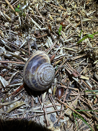 Chocolate-band Snail