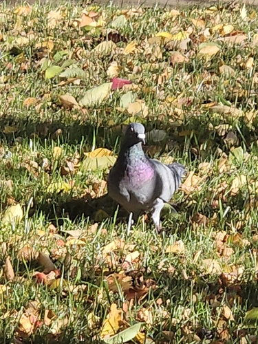 Rock Pigeon observed by colin_briggs