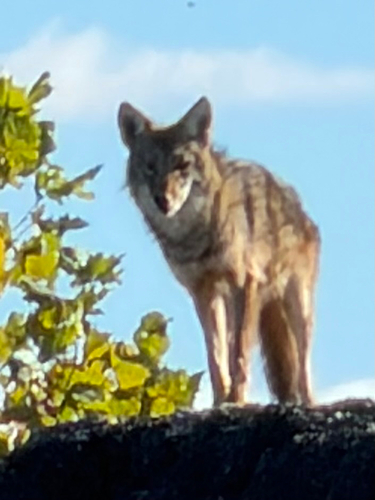 Coyote observed by cynthia_ulreich