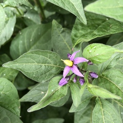 Solanum dulcamara