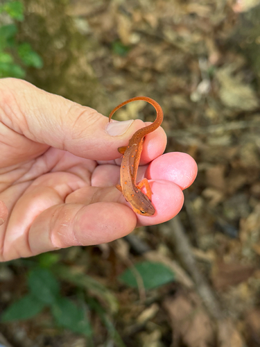 Eastern Newt observed by ahall2023