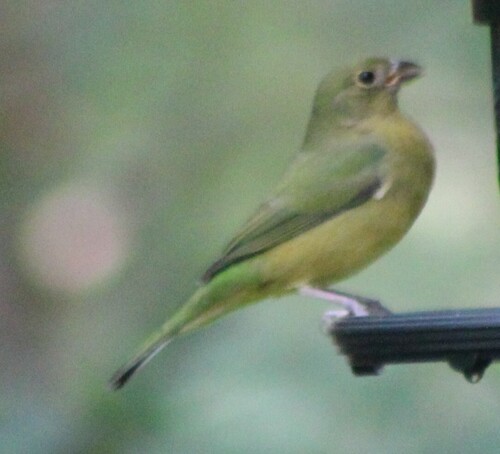 Painted Bunting