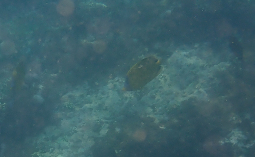 Chaetodon semeion observed 2026-09-21