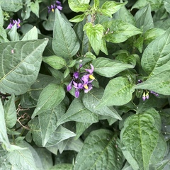 Solanum dulcamara
