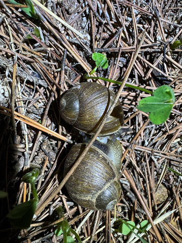Green Garden Snail