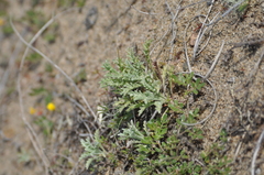 Lessingia germanorum