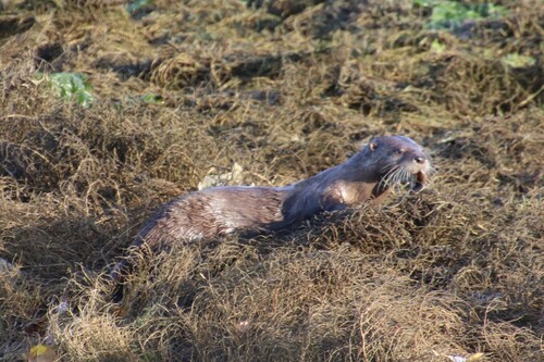 North American River Otter observed by benmilligan