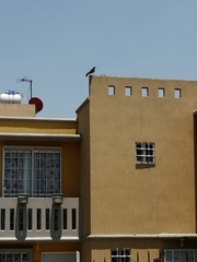Quiscalus mexicanus