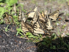 Papilio appalachiensis