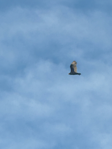 Turkey Vulture observed by myloo
