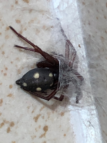 Five-spotted star-web spider