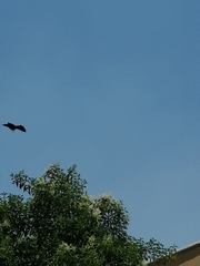 Quiscalus mexicanus