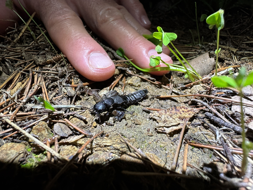 Devil's Coach Horse Beetle