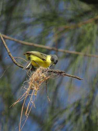 Common Tody-Flycatcher