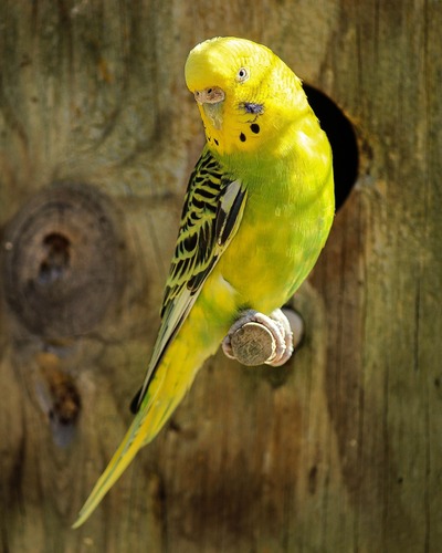 Budgerigar