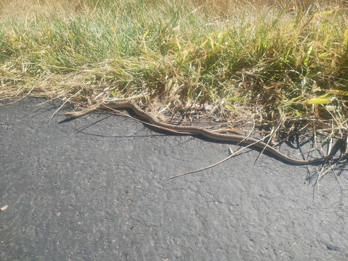 Western Terrestrial Garter Snake observed by aquel