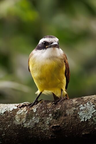 Great Kiskadee