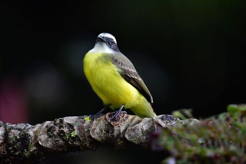 Social Flycatcher