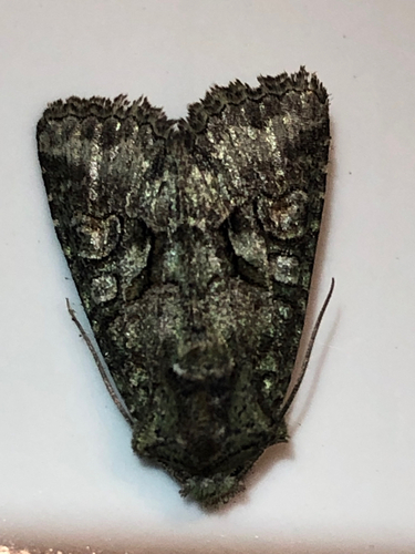 Southern Brindled Green