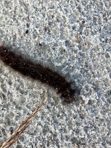 Fox Moth