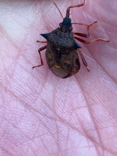 Spiny Shield Bug