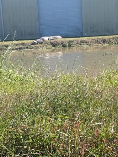 American Alligator observed by kcopell