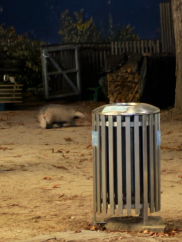 European Badger