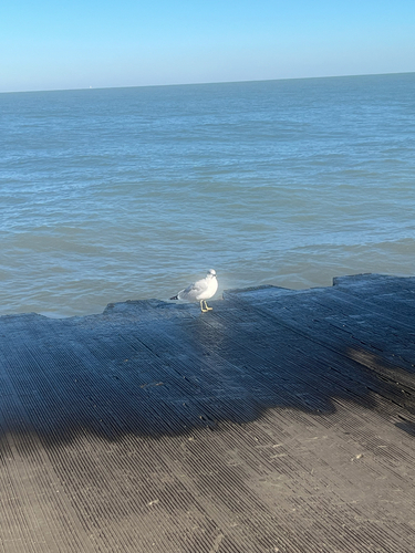 Ring-billed Gull observed by y3llowjack3t