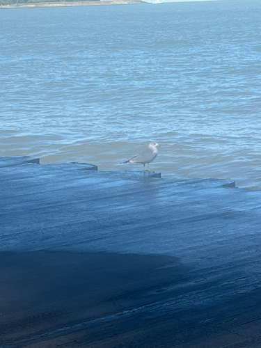 Ring-billed Gull observed by y3llowjack3t