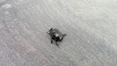 Copris hispanus hispanus