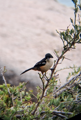 iNaturalist image
