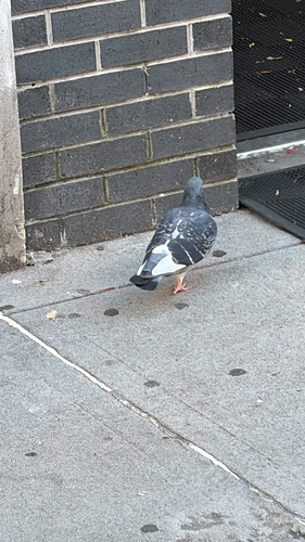 Rock Pigeon observed by stevenalkow