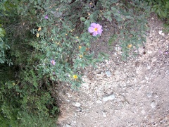 Cistus tauricus