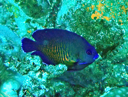 Centropyge bispinosa observed 2026-10-16