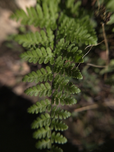 Myriopteris alabamensis, 2026-10-17
